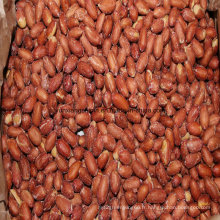 Kernel de cacahuètes frits et salés